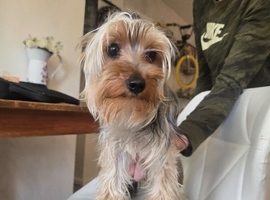Yorkiepoo puppies