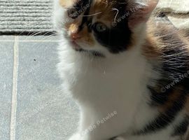 Beautiful kittens calico long hair girl available from tomorrow