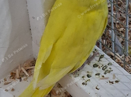 Budgie