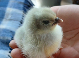Lavender pekin bantam chicks