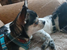 Chihuahua