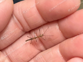 Indian stick insect Nymphs (babies) and eggs