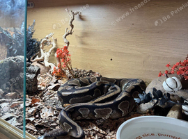 beautiful royal python