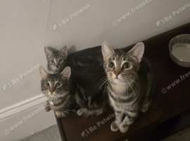 Male 10 week old kitten