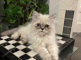 READY NOW  LAST ONE Stunning Persian boy kitten ( fully vaccinated )