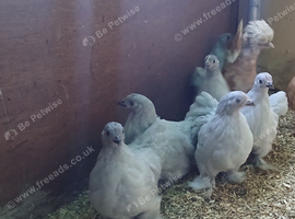 Lavender pekin bantams(females)
