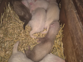 2 mothers amd 16 babys