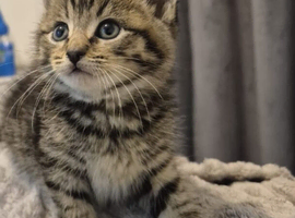 Kitten For Sale