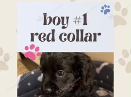 Cavapoo puppies