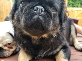Long haired pug puppies