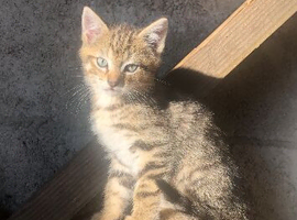 Kittens looking for their forever home