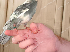 Kakariki - Baby Kakariki - Ready now - Kaks - Kakarikis