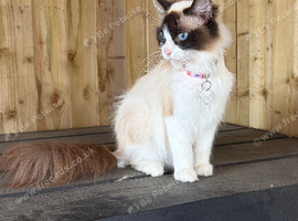 Beautiful TICA registered female