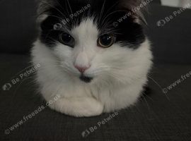 Cat For Sale