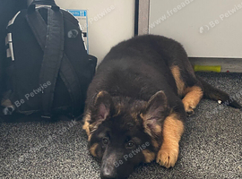 KC German shepherd bitch pup left