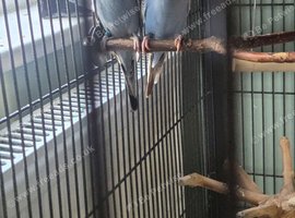 Two budiges