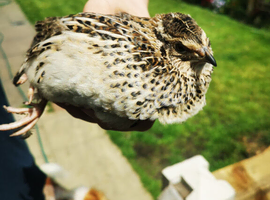 Mixed quail all free