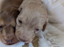 KC pra clear long haired miniature dachshund