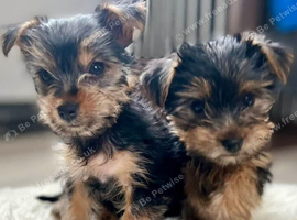 Two small Yorkshire terriers