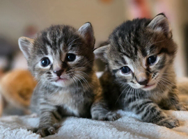 3 beautiful kittens looking for their homes