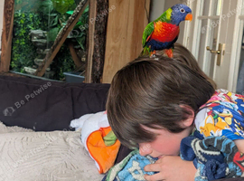 Rainbow lorikeet and cage/toys