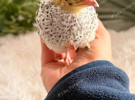 4x Coturnix quail 2 weeks old