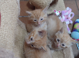 3 male ginger kittens