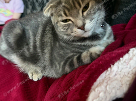 Cookie- grey tabby female