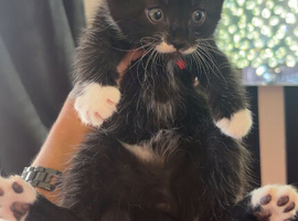 Fluffy kittens