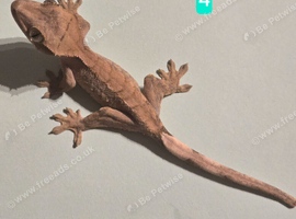 Juvenile Crested Geckos with full Lineage