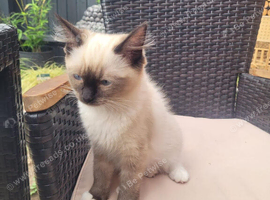 Ragdoll cat named Florentine 15 week old