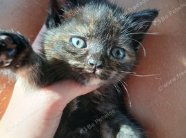 Kittens