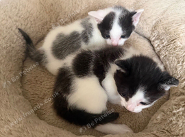 2 kittens(boy and girl)