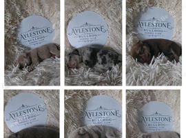 Stunning Litter of Old Tyme (Aylestone) Bulldogs