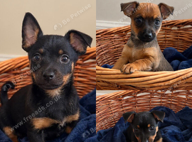 Jack russellXChihuahua puppies