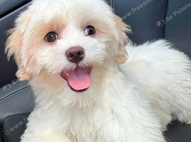BEAUTIFUL MALTIPOO GIRLS READY TO GO!