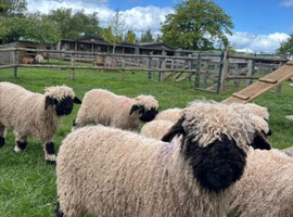 Pedigree BNV Wethers