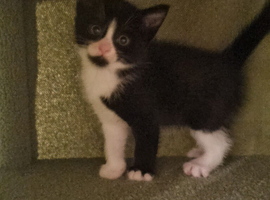 1 boy and 1 girl kitten