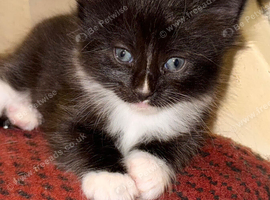 4 kittens ready by 28th aug
