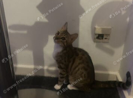 Bengal female