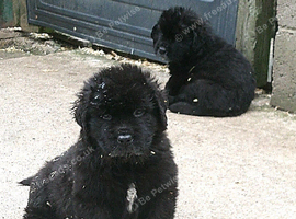 Full pedigree Newfoundland puppies Ready Now