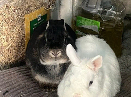 2 Friendly Female Netherland Dwarf Rabbits