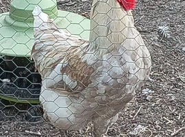 Rooster for rehome