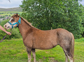 Welsh section A Chestnut Mare