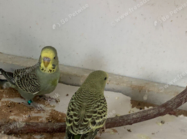 Baby budgies