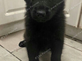 1 beautiful puppy looking for a loving home