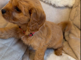 F1 Cavapoo Puppies for sale