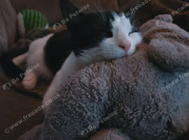 Rehoming this gorgeous little boy, Fred.