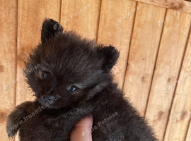 Teacup baby Pom for sale
