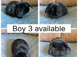 *RESERVED* 1 beautiful baby mini lop ready to reserve